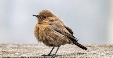 Maecenas Fames Varius Euismod Maecenas