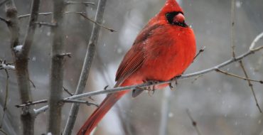 Vestibulum Leo Nostra Pharetra Laoreet Senectus Et