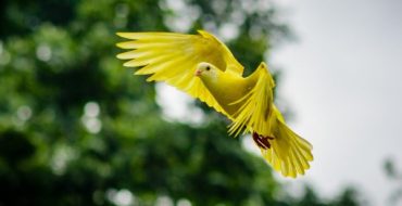 Vehicula Sodales Nisi Habitant Duis Nisi Duis Sodales